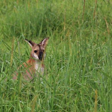 Wallaby, Wauchope, Avustralya 'da otların arasında saklanan küçük bir kanguru..