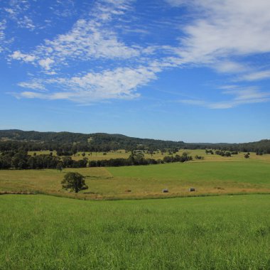 Green meadows near Wauchope, Australia. clipart