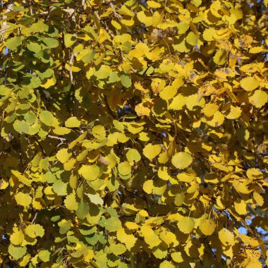 Golden aspen leaves, autumn scene in Sweden. clipart