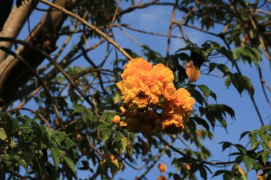 Tayland 'da sarı bir pamuk ağacının ayrıntıları.