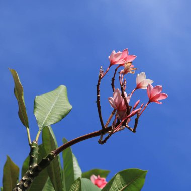 Plumeria kauçuk çiçekleri, Koh Chang, Tayland 'da çekilmiş..