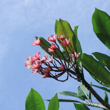 Pembe frangipani çiçekleri Koh Chang, Tayland 'da çekildi..