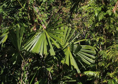 Licuala spinosa, mangrov fanı palmiyesi, Tayland, Ko Chang 'de yetişen yerel tıbbi bitki..