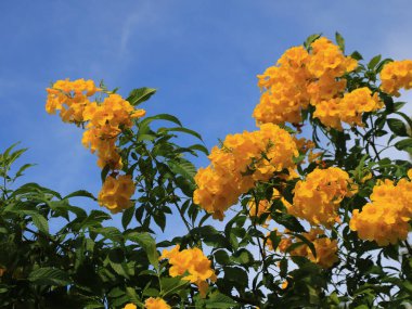 Sarı trompet çalısı, çiçek açan çalılık ve Tayland 'da yetişen tıbbi bitki..