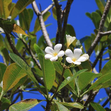 White flowers of a frangipani tree, Thailand. clipart