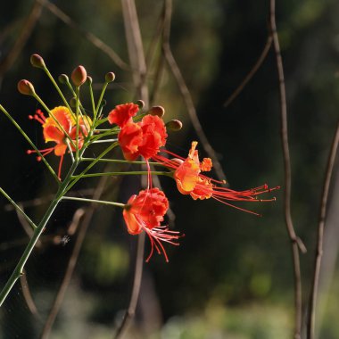 Caesalpinia pulcherrima, peacock flower growing in Laos. clipart