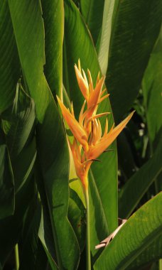 Vang Vieng, Laos 'ta büyüyen sarı papağan çiçeği.