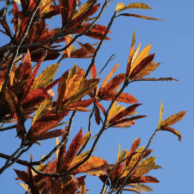 Aşağıdan görülen yeşil sarı kroton bitkisi, Laos.