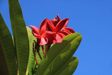 Red flowers of a frangipani tree, Thailand. clipart