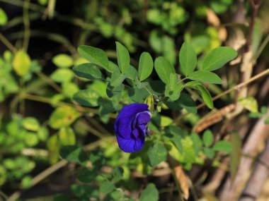 Klitorya, klitorise benzeyen çiçek..