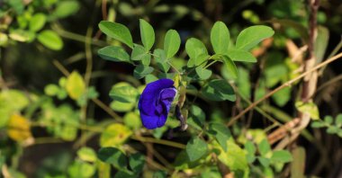 Klitorya, parlak mavi çiçek klitorise benziyor..