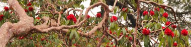 Detail of a red Laligurans tree in Nepal, nature header. clipart