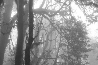 Rhododendron forest on a misty day, Nepal. clipart