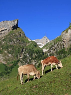 Appenzell Kanton, İsviçre 'de otlayan inekler.