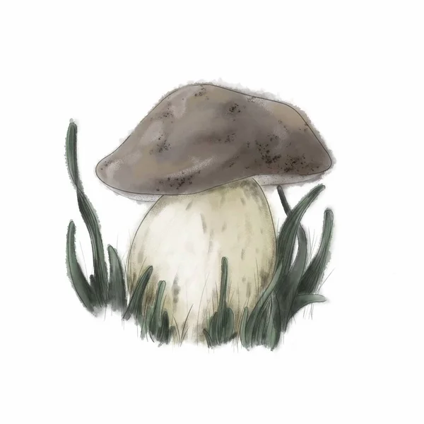 水彩画是蘑菇的数字图像 水彩画 幻想和现实的蘑菇类型 蔬菜插画剪掉了 毒菌或食用菌 — 图库照片