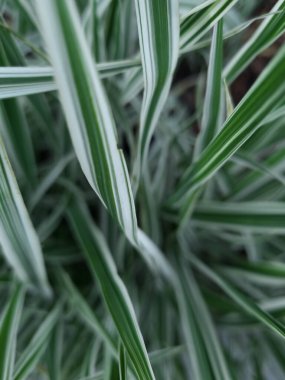 Akıntıda uzun otlar. Arka planda gür yapraklar var. Odaktaki dekoratif çimenler.