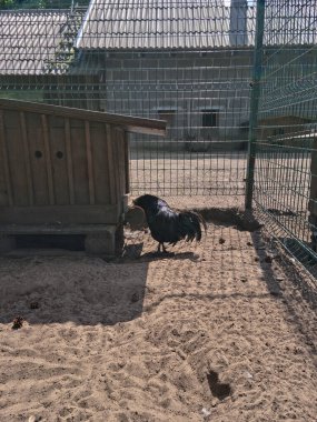 Siyah horoz mini hayvanat bahçesinde yemek yiyor. Serbest çiftlikte egzotik tavuk erkek. Yerel hayvanat bahçesindeki çiftlik hayvanları kırsal bir atmosfer yaratıyor..