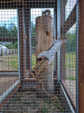 Açık hava kuşhanesinde sincaplar var. Yerel hayvanat bahçesinin çitlerinin arkasındaki meraklı kemirgen..