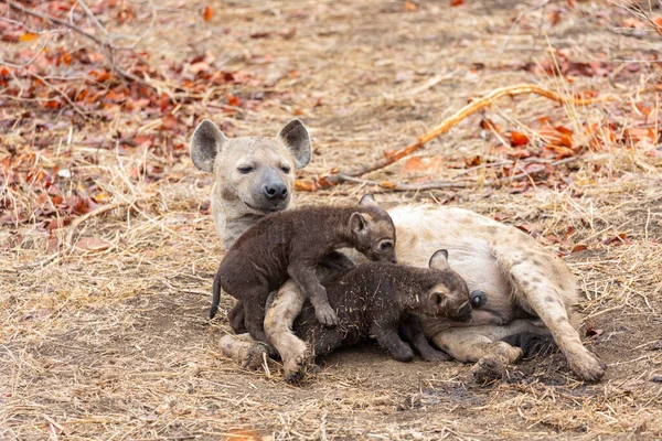 Hienas Bebé Con Madre Kruger Sudáfrica —  Fotos de Stock