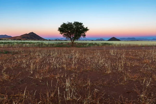 Blaues Und Rosa Licht Über Dem Horizont Vor Sonnenaufgang Namibia — Stockfoto
