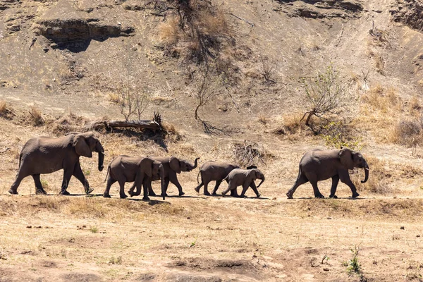 Manada Elefantes Caminho Água Kruger África Sul — Fotografia de Stock
