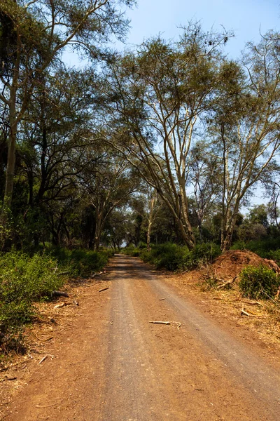 Dirt Track Fever Tree Forest Kruger South Africa — Stock Photo, Image