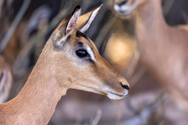 Retrato Jovem Impala Com Fundo Borrado Kruger África Sul — Fotografia de Stock