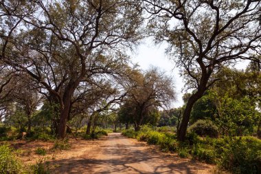 Yüksek ağaçlar arasındaki toprak yol Kruger Güney Afrika