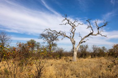 Mavi gökyüzünün altındaki büyük kuru ağaç ve beyaz bulutlar Kruger Güney Afrika