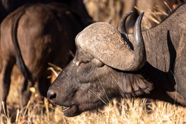 Närbild Cape Buffalo Tjur Kruger Sydafrika — Stockfoto