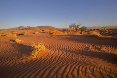 Namib Çölü 'ndeki kırmızı kum tepeciğindeki kuru çimenler.