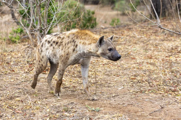 Adult Spotted Hyena Alert Kruger South Africa — Stock Photo, Image