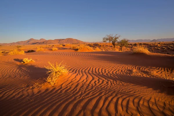 Namib Çölü Ndeki Kırmızı Kum Tepeciğindeki Kuru Çimenler — Stok fotoğraf