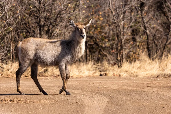 Adult Female Waterbuck Walking Gravel Road Kruger South Africa — Stock Photo, Image
