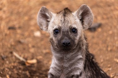 Meraklı sırtlan yavrusu, doğruca merceğe bak Kruger Güney Afrika