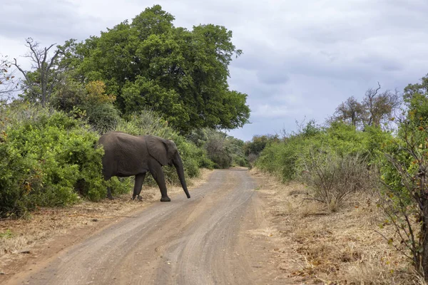 Jovem Elefante Atravessa Estrada Cascalho Kruger África Sul — Fotografia de Stock