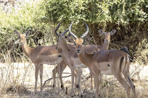 Impalas Mit Ochsenpecker Auf Dem Rücken Krüger Südafrika — Stockfoto