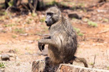 Babun oturur ve Kruger NP Güney Afrika yolunun yanında dinlenir.