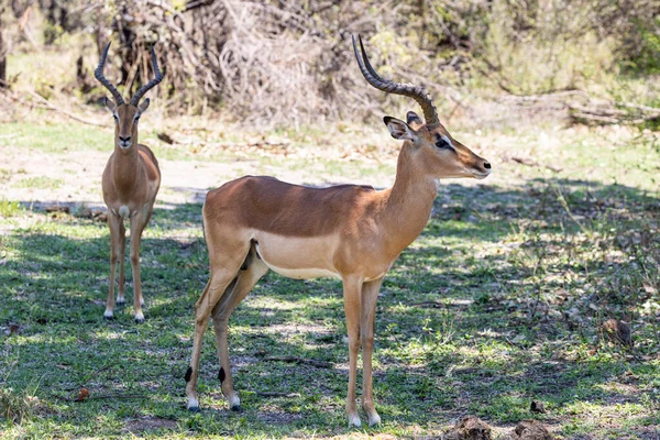 Två Manliga Impala Står Skuggan Ett Träd Kruger Sydafrika — Stockfoto