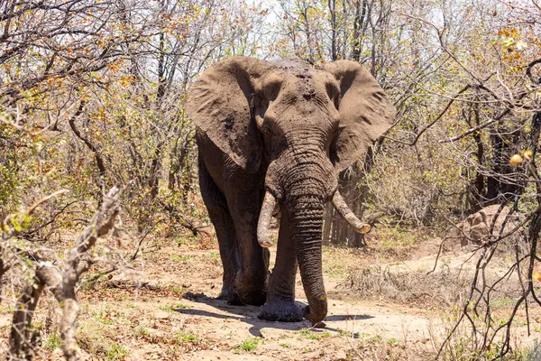 Toro Elefante Grande Con Barro Cabeza Kruger Sudáfrica — Foto de Stock