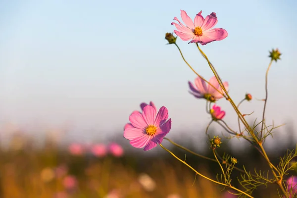 Růžové Kosmu Květiny Proti Modré Obloze Jižní Africe — Stock fotografie