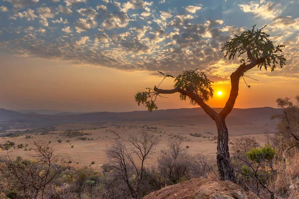 Kohlbäumchen Bei Sonnenaufgang Auf Dem Hügel Südafrika — Stockfoto