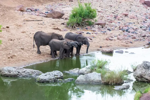 Elefantes Agua Potable Kruger Sudáfrica — Foto de Stock