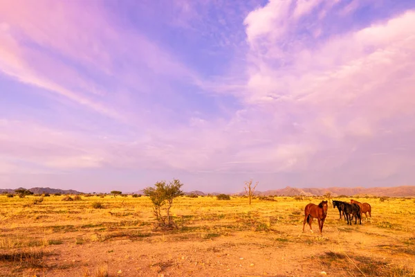 キャンプ ゲッコ ナミビアで日没する野生の馬 — ストック写真