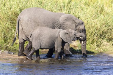 Filler Kruger NP Güney Afrika 'da yürürken su içiyorlar