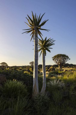 Aloe ve titrek ağaçlar Quiver Ağacı Ormanı 'nda Keetmanshoop Namibia