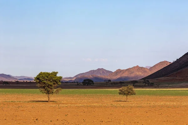 Camelthorn Árvores Grama Verde Namíbia Namib — Fotografia de Stock