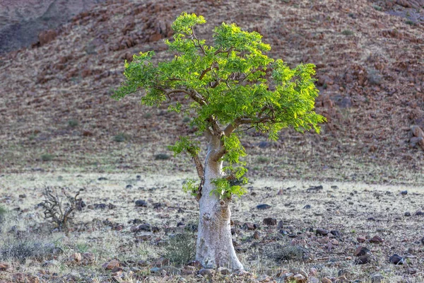 Zelený Africký Strom Moringa Namibské Poušti Namibie — Stock fotografie