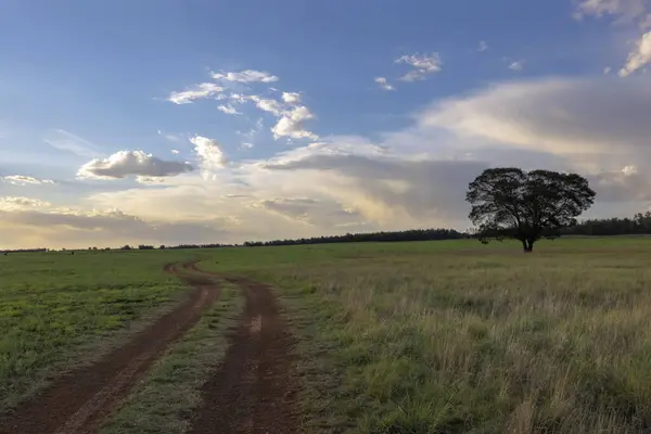 Dirt tracks on green grass plain South Africa