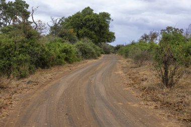 Kruger Güney Afrika 'daki çalılıklarda toprak yol.